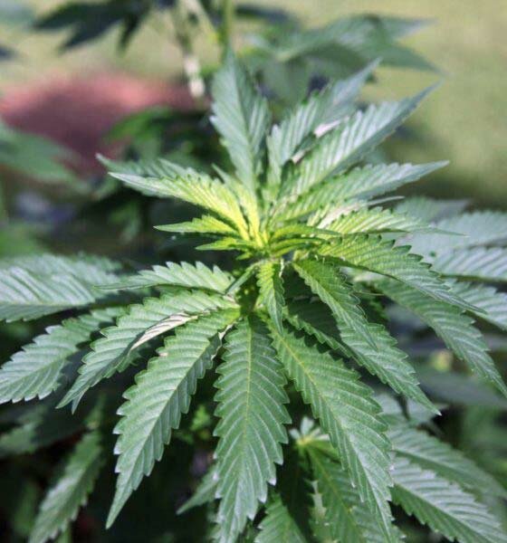 Isodiol International