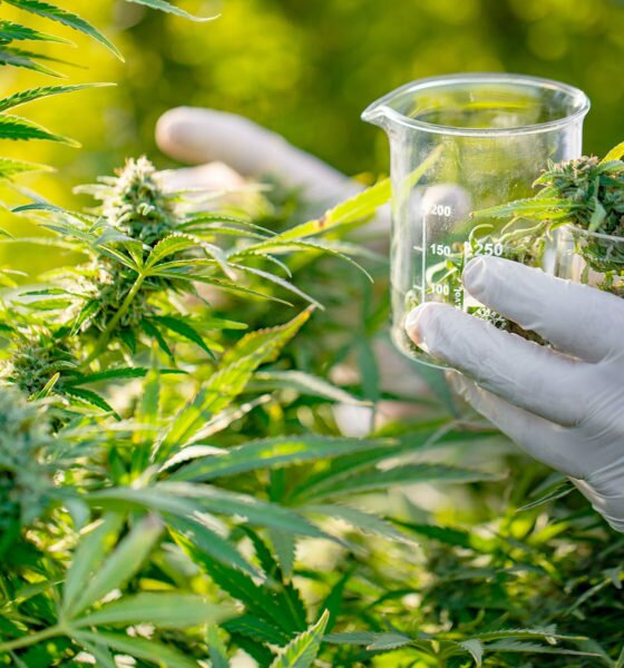 Medical Marijuana stock